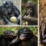 动物五大类人行为：倭黑猩猩用摇头表示不（图） 动物世界
