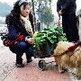 勤劳的小狗惹人爱（图） 动物世界