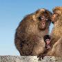 温馨：猕猴一家三口亲密依偎（图） 动物世界