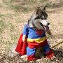 宠物流行穿超人服装（图） 动物世界