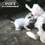 有奶便是娘 小猫认狗娘（图） 动物世界
