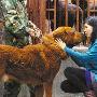 上海美女白领辞职来渝当"狗倌"（图） 动物世界