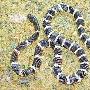 宠物爱好者家中养银环蛇 朋友被咬两周才脱险（图） 动物世界