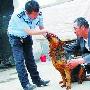 一只狗2家挣 找行家鉴狗龄（图） 动物世界