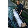 瑞典海岸发现3.4米长巨型大鲱鱼王（图） 动物世界