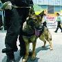 五角场社区治安引入搜爆犬（图） 动物世界
