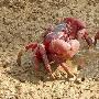 红陆蟹为交配长途跋涉5天改造腿部肌肉（图） 动物世界
