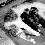 感人：母猫舐犊 伤痛不忘哺乳 （图） 动物世界