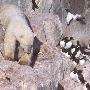 北极熊攀登悬崖峭壁捕食厚嘴海鸠（图） 动物世界