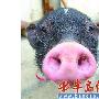 宠物猪智商堪比宠物狗 街头撒娇向路人讨食物（图） 动物世界