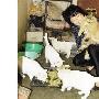 天津“猫姥姥”救助流浪猫近百只 （图） 动物世界