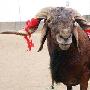 尼日利亚爱羊者协会举行斗羊大赛（图） 动物世界