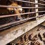 麝香猫咖啡:世界上最贵咖啡来自猫的粪便（图） 动物世界
