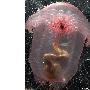 科学家普查海洋微生物：奇异粉色水母（图） 动物世界