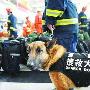 青海玉树救援搜救犬出现高原反应 （图） 动物世界