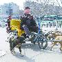 狗拉车，真稀罕！ （图） 动物世界