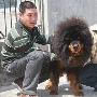 烟台爆天价藏獒 玩家300万难买"狗爹"点头（图） 动物世界