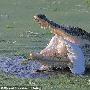 白鹭捕鱼错把鳄鱼当石头惨遭吞噬（图） 动物世界