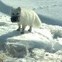 雪地精灵北极狐：捕食旅鼠喂养幼崽（图） 动物世界
