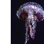 大批剧毒紫色水母入侵英国水域（图） 动物世界