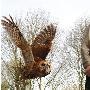 英国一猫头鹰患恐高症 不敢高空飞行（图） 动物世界