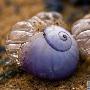 奇特动物：紫色海蜗牛雌雄同体（图） 动物世界