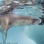 捕捉凶猛豹斑海豹精彩瞬间（图） 动物世界