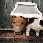 英国迷你猪与猫狗同食同寝（图） 动物世界
