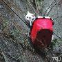 天降保险绳救下被困猫（图） 动物世界