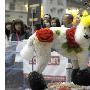 东京举办宠物狗选美大赛（图） 动物世界