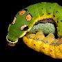 艳丽毛虫的生存战争:释放蛇的气味御敌（图） 动物世界