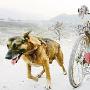 忠犬通人性能拉两百斤三轮（图） 动物世界