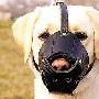 主人给狗“戴口罩”（图） 动物世界