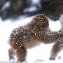 摄影师捕捉日本猕猴打雪仗嬉戏瞬间（图） 动物世界