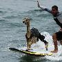 秘魯男子訓練世界首只沖浪羊駝（圖） 動物世界