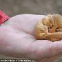 英国冬眠小睡鼠幸运被救提前醒来（图） 动物世界