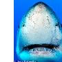大白鲨可爱瞬间：对镜头咧嘴笑（图） 动物世界