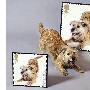 英发布宠物邮票 为动物慈善机构庆生（图） 动物世界
