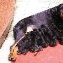 3岁罗威纳犬六小时生下十三只幼仔（图） 动物世界