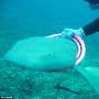 潜水员营救被飞盘套住脖子的鲨鱼（图） 动物世界