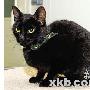 “为食猫”中招（图） 动物世界