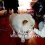 "美人计"让名贵犬走失 犬主与狗贩子周旋获真相（图） 动物世界