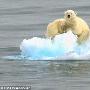 北极熊母子被困海冰在海上漂流（图） 动物世界