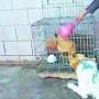 “吃醋狗”阻止主人喂鸡（图） 动物世界