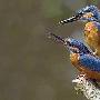 摄影师捕捉到翠鸟交配罕见照片（图） 动物世界