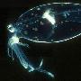 深海怪异生物：透明鱿鱼 （图） 动物世界
