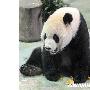 北动物园大熊猫圆圆发情 团团不来电（图） 动物世界