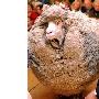 新西兰绵羊为躲避剪毛藏身深山6年（图） 动物世界
