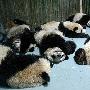 世博熊猫安然入梦 姿态十分可爱（图） 动物世界
