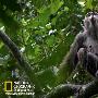 揭秘黑猩猩真实世界：工具取蜜源自学习（图） 动物世界